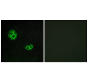 Immunofluorescence - Anti-GPR171 Antibody (G143) - Antibodies.com