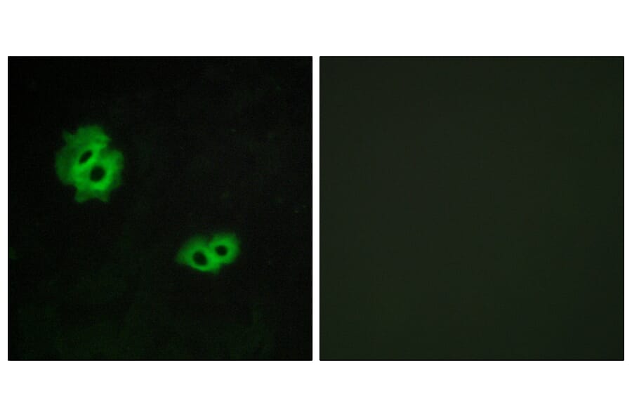 Immunofluorescence - Anti-GPR171 Antibody (G143) - Antibodies.com