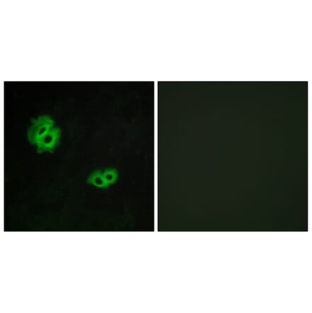 Immunofluorescence - Anti-GPR171 Antibody (G143) - Antibodies.com