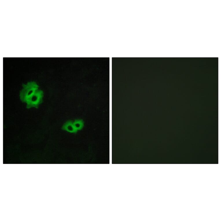 Immunofluorescence - Anti-GPR171 Antibody (G143) - Antibodies.com