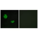 Immunofluorescence - Anti-GPR171 Antibody (G143) - Antibodies.com