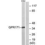 Western Blot - Anti-GPR171 Antibody (G143) - Antibodies.com