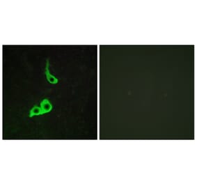 Immunofluorescence - Anti-GPR153 Antibody (G139) - Antibodies.com