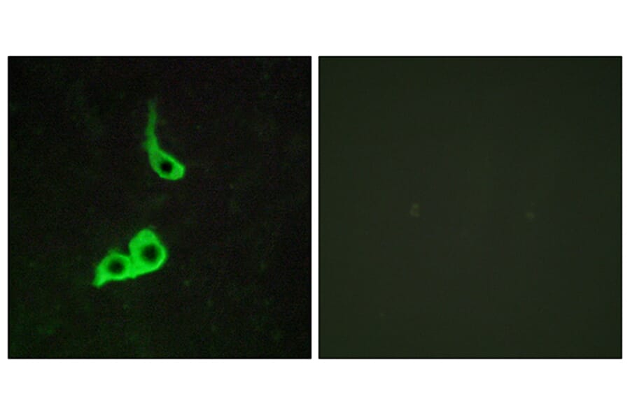 Immunofluorescence - Anti-GPR153 Antibody (G139) - Antibodies.com