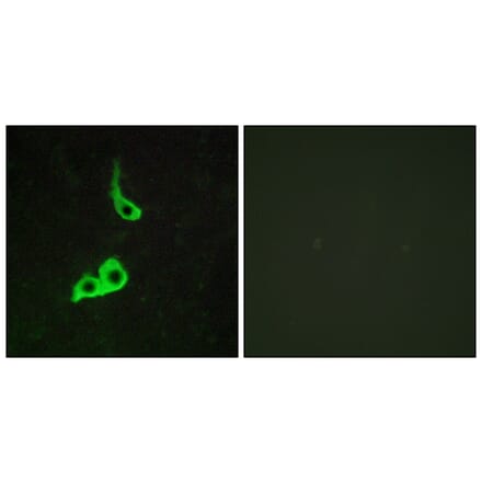 Immunofluorescence - Anti-GPR153 Antibody (G139) - Antibodies.com