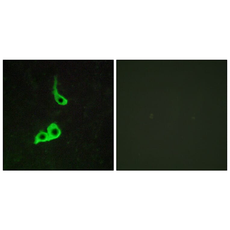 Immunofluorescence - Anti-GPR153 Antibody (G139) - Antibodies.com