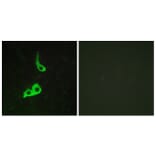 Immunofluorescence - Anti-GPR153 Antibody (G139) - Antibodies.com