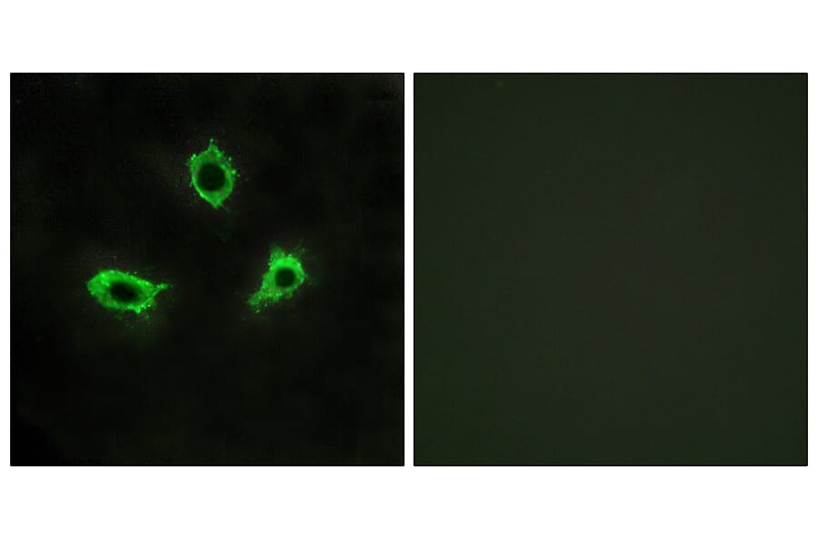 Immunofluorescence - Anti-GPR115 Antibody (G123) - Antibodies.com