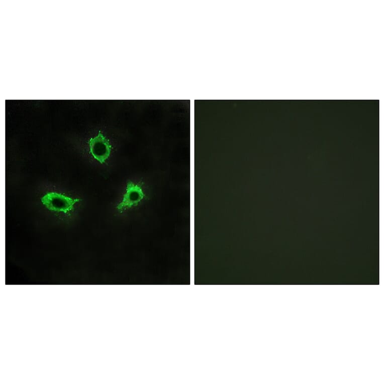 Immunofluorescence - Anti-GPR115 Antibody (G123) - Antibodies.com