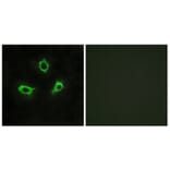 Immunofluorescence - Anti-GPR115 Antibody (G123) - Antibodies.com