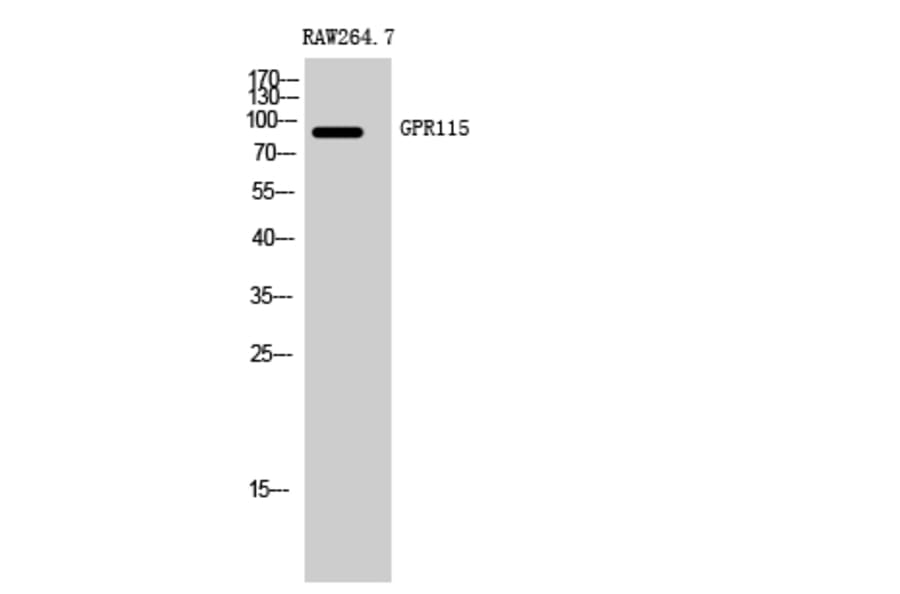 Western Blot - Anti-GPR115 Antibody (G123) - Antibodies.com