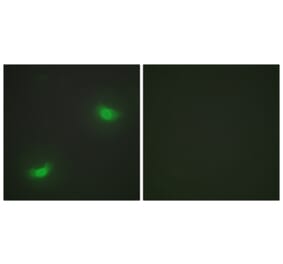 Immunofluorescence - Anti-DUSP16 Antibody (C11640) - Antibodies.com
