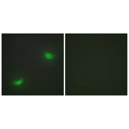Immunofluorescence - Anti-DUSP16 Antibody (C11640) - Antibodies.com