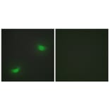 Immunofluorescence - Anti-DUSP16 Antibody (C11640) - Antibodies.com