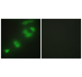 Immunofluorescence - Anti-CREBZF Antibody (C11755) - Antibodies.com