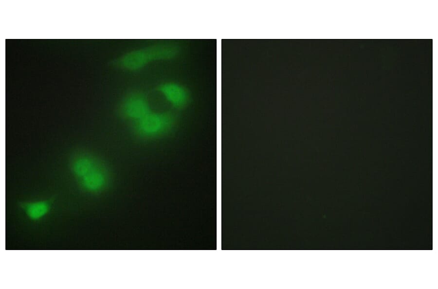 Immunofluorescence - Anti-CREBZF Antibody (C11755) - Antibodies.com