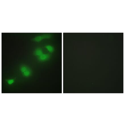 Immunofluorescence - Anti-CREBZF Antibody (C11755) - Antibodies.com