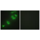 Immunofluorescence - Anti-CREBZF Antibody (C11755) - Antibodies.com