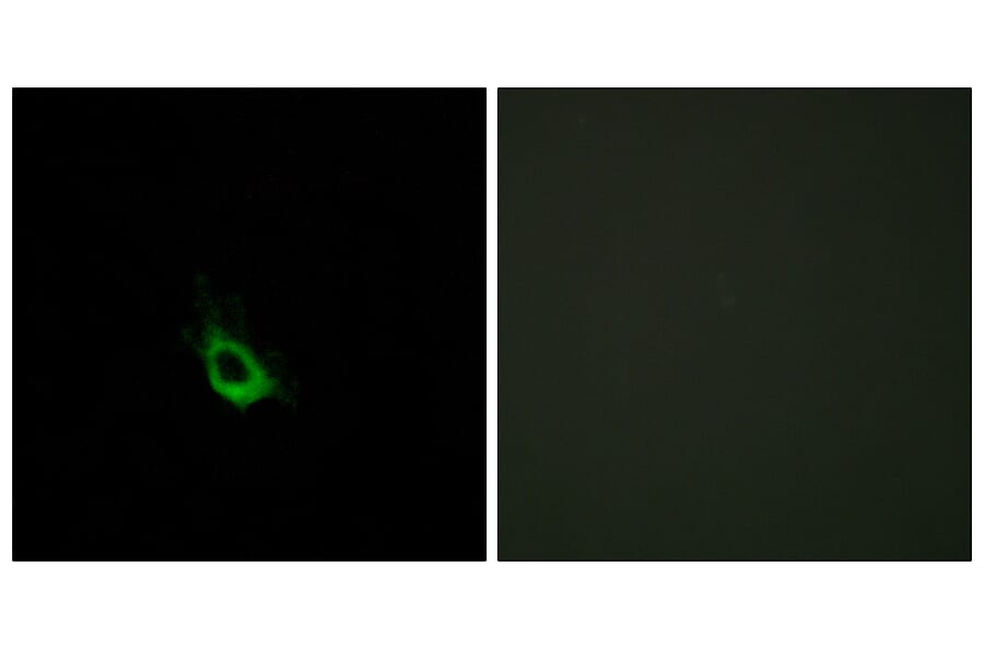 Immunofluorescence - Anti-CARD10 Antibody (C12112) - Antibodies.com