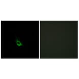 Immunofluorescence - Anti-CARD10 Antibody (C12112) - Antibodies.com