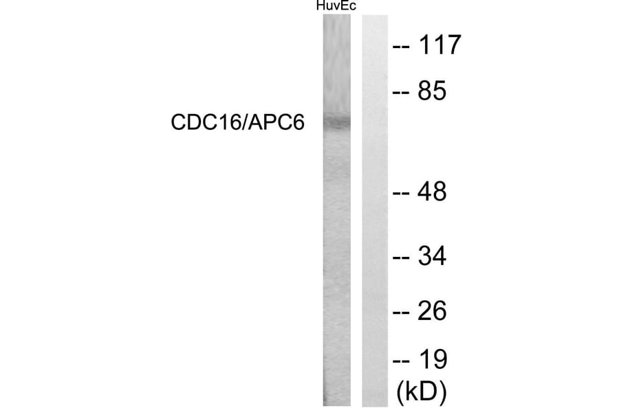 Western Blot - Anti-CDC16 Antibody (B1027) - Antibodies.com