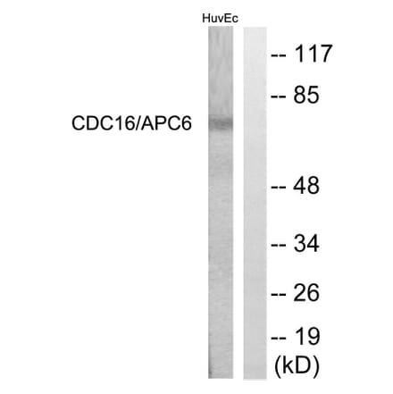 Western Blot - Anti-CDC16 Antibody (B1027) - Antibodies.com