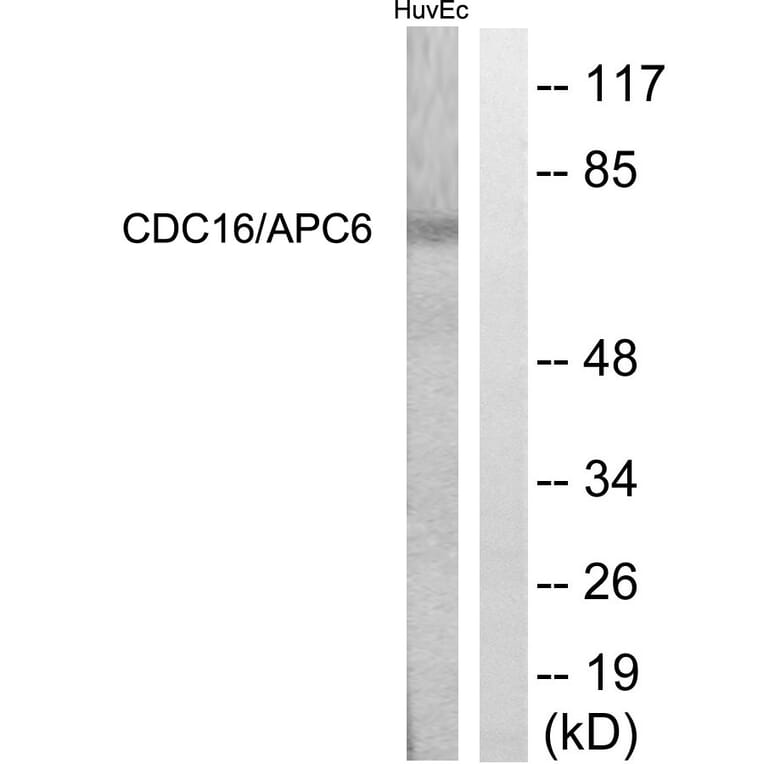 Western Blot - Anti-CDC16 Antibody (B1027) - Antibodies.com
