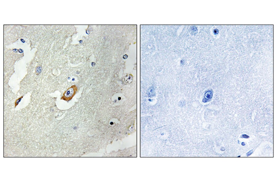 Immunohistochemistry - Anti-CDC16 Antibody (B1027) - Antibodies.com