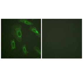 Immunofluorescence - Anti-CD227 Antibody (B0844) - Antibodies.com