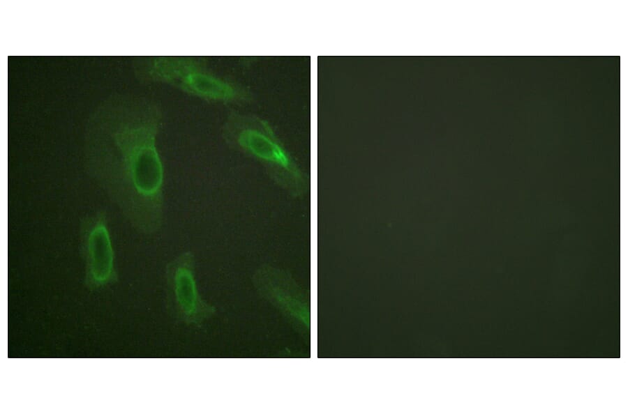Immunofluorescence - Anti-CD227 Antibody (B0844) - Antibodies.com