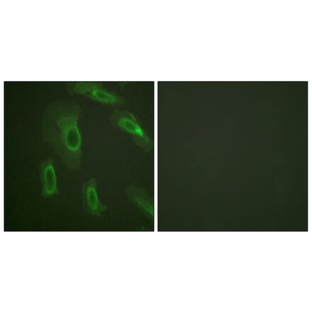 Immunofluorescence - Anti-CD227 Antibody (B0844) - Antibodies.com