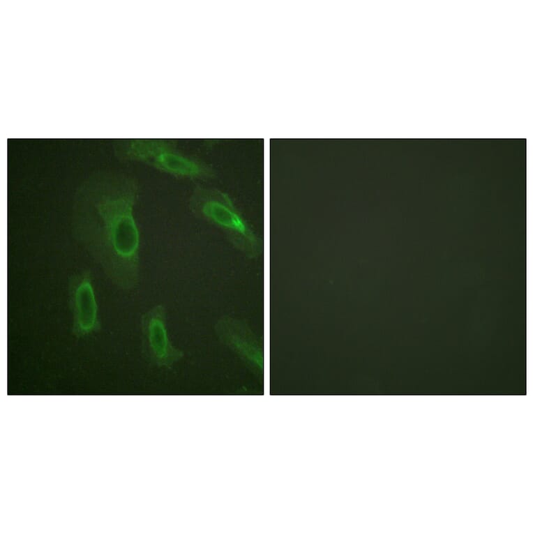 Immunofluorescence - Anti-CD227 Antibody (B0844) - Antibodies.com