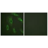 Immunofluorescence - Anti-CD227 Antibody (B0844) - Antibodies.com
