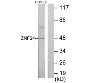 Western Blot - Anti-ZNF24 Antibody (C10397) - Antibodies.com