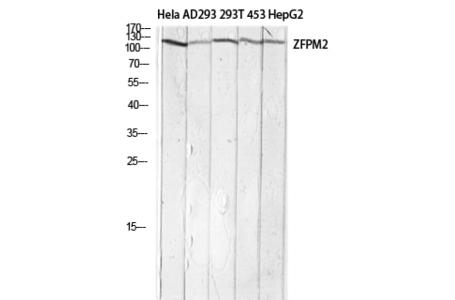Western Blot - Anti-ZFPM2 Antibody (C30989) - Antibodies.com