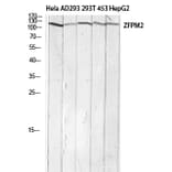 Western Blot - Anti-ZFPM2 Antibody (C30989) - Antibodies.com