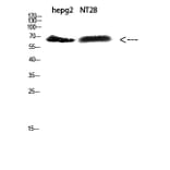 Western Blot - Anti-ZFP91 Antibody (C30898) - Antibodies.com