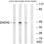 Western Blot - Anti-ZADH2 Antibody (C19634) - Antibodies.com