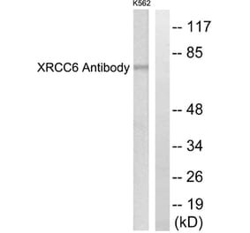Western Blot - Anti-XRCC6 Antibody (C0400) - Antibodies.com