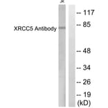 Western Blot - Anti-XRCC5 Antibody (C0399) - Antibodies.com