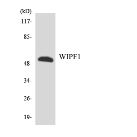 Western Blot - Anti-WIPF1 Antibody (R12-3682) - Antibodies.com