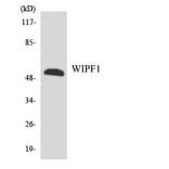 Western Blot - Anti-WIPF1 Antibody (R12-3682) - Antibodies.com
