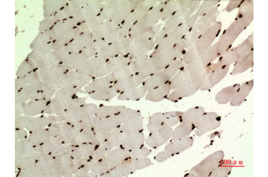 Immunohistochemistry - Anti-WDR83 Antibody (C30211) - Antibodies.com