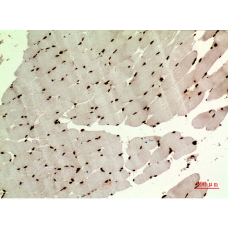 Immunohistochemistry - Anti-WDR83 Antibody (C30211) - Antibodies.com