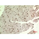 Immunohistochemistry - Anti-WDR83 Antibody (C30211) - Antibodies.com