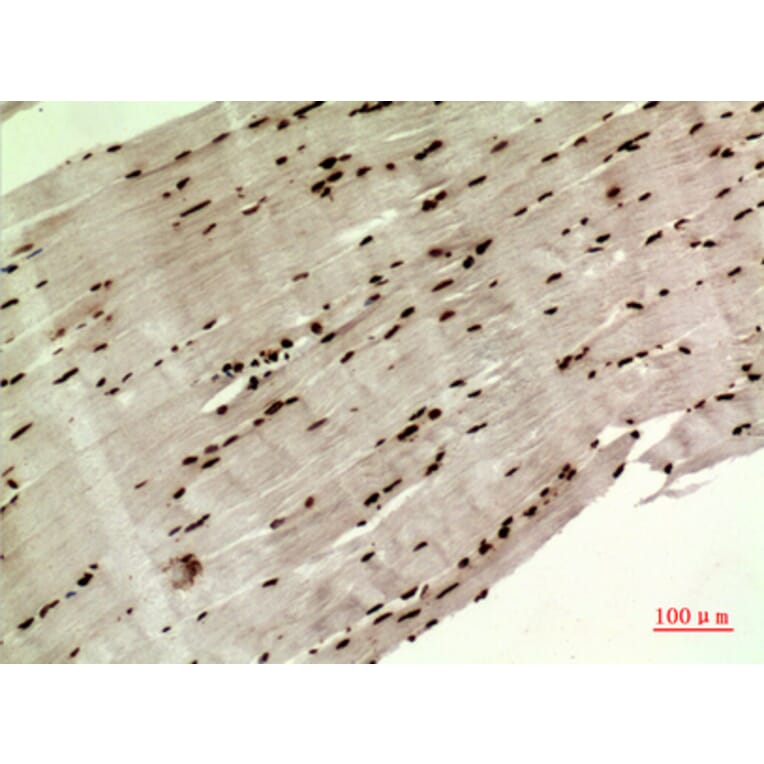 Immunohistochemistry - Anti-WDR83 Antibody (C30211) - Antibodies.com