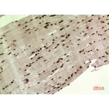 Immunohistochemistry - Anti-WDR83 Antibody (C30211) - Antibodies.com