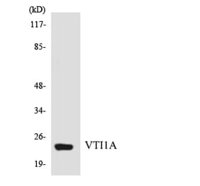 Western Blot - Anti-VTI1A Antibody (R12-3679) - Antibodies.com