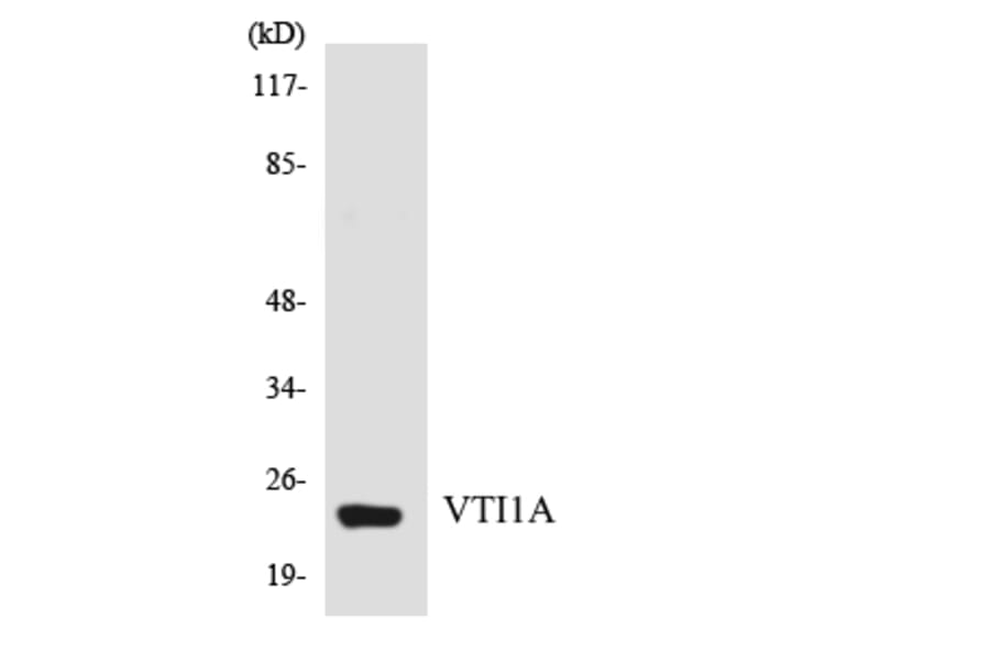 Western Blot - Anti-VTI1A Antibody (R12-3679) - Antibodies.com