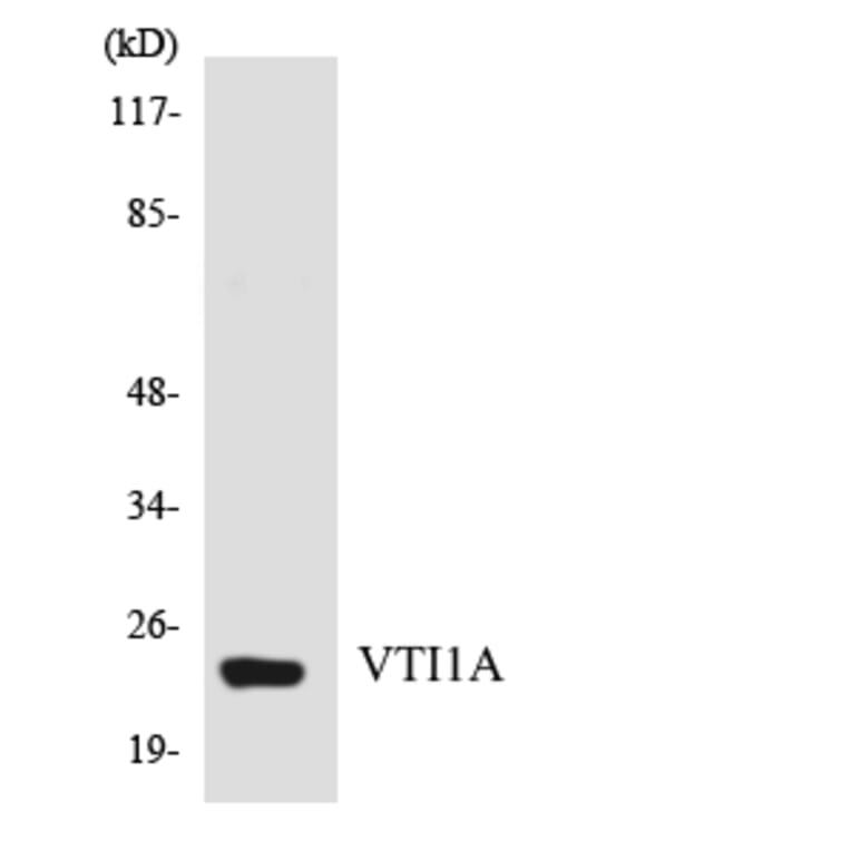 Western Blot - Anti-VTI1A Antibody (R12-3679) - Antibodies.com